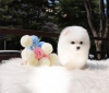 T-cup ampiyonu pomeranian puppies rk hazr