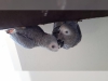 Talking african grey papaan hazr