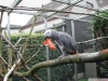 Talking african grey papaan hazr