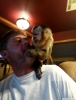 Tamed capuchin maymunu