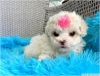 Tatil yavrular !!! maltipoo, yorkiepoo, kani ve tasarmc