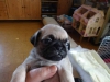 Tatl akc kaytl pug yavru