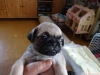 Tatl akc kaytl pug yavru