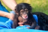 Tatl bebek erkek ve dii empanze maymunlar hemen sahiplen