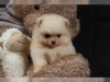 Tatl deerli standart pomeranian yavru0023