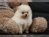 Tatli degerli standart pomeranian yavru02347