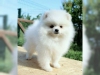 Tatli degerli standart pomeranian yavru0869