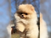 Tatl deerli standart pomeranian yavru189