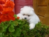 Tatli degerli standart pomeranian yavru278