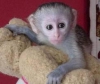 Tatl erkek ve dii capuchin maymunlar mevcuttur