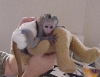 Tatl kadn bebek bezi eitimli bebek capuchin maymunlar