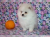 Tatl kc pomeranian yavrular