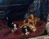 Tatl kk cavaliers king charles puppies