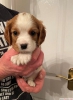 Tatl kk cavaliers king charles puppies