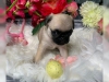 Tatl� sosyal pug yavru