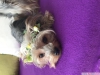 Teacup yorkshire terrier