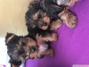 Teacup yorkshire terrier