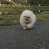 Teddy bear pomeranian boolar uygun fiyatlarla