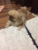 Tibetli spaniel