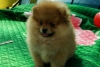 Tilki renginde  yavrularmz  pomeranian boo