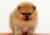 Tilki renginde  yavrularmz  pomeranian boo