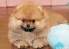 Tilki renginde  yavrularmz  pomeranian boo