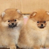 Tilki renginde  yavrularmz  pomeranian boo