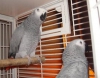 Timneh african grey parrot sata hazr