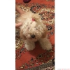 Toy poodle