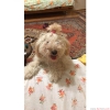 Toy poodle