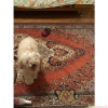 Toy poodle