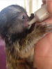 T.r.a.i.n.e.d. marmoset maymunlar