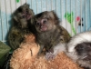 Tr marmoset maymunlar mevcuttur