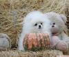Tuvalet eitimi alm pomeranian yavrular