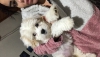 Ty dkmeyen cins maltipoo