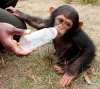 Two lovely chimpanzee monkeys for adoption