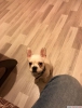 cretli sahiplendirme french bulldog