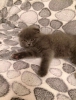 cretli yavru scottishfold bebekler !!