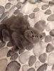 cretli yavru scottishfold bebekler !!