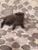 cretli yavru scottishfold bebekler !!