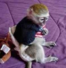 cretsiz evlat edinme iin iki bebek capuchin maymunu