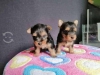 cretsiz evlat edinme iin sevimli ay fincan yorkie puppie