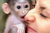 cretsiz evlat edinmek iin evcilletirilmi capuchin maymun