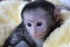 cretsiz evlat edinmek iin muhteem bebek capuchin maymunu