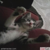 cretsiz yavru kedi  istanbul