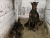 Uretim iftliginden king doberman yavrulari