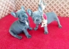 st dzey safkan blue french bulldog yavrular