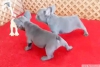 st dzey safkan blue french bulldog yavrular