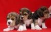Uzun kulak elizabet beagle yavrularmz