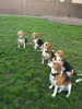 Uzun kulakli beagle yavrular